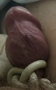 Cock tied up de JJG327  3 Imagens