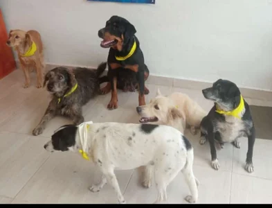 Redlu_1 Dog fundation♥ Pic