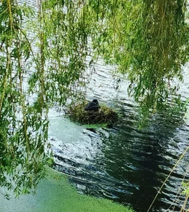 Holidays in the Netherlands de LovelyHelena Foto 4