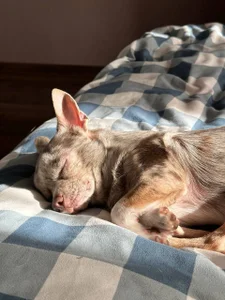 DinaTasty my animals ♡ Hình 4