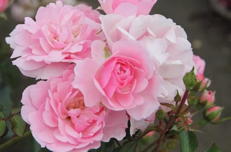 Audrey_Aura ROSES Pic 4