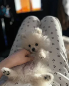 helengilmormy puppy图片 2