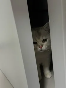 momo0021 我的咪😺 . fénykép