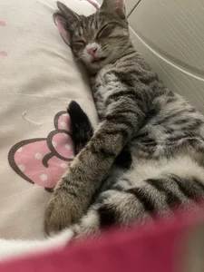 Lazycats-01 咩咩的猫 Εικόνα 5