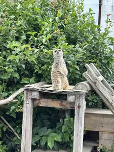 🦁 de honopisu_jp Foto 3