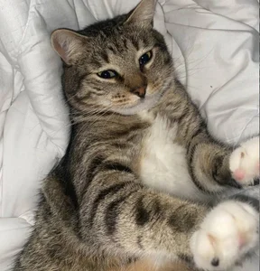 nikole_kitt its very beautiful😍😎 Pic 5