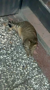 bigbb101011 貓貓日記 รูป  3