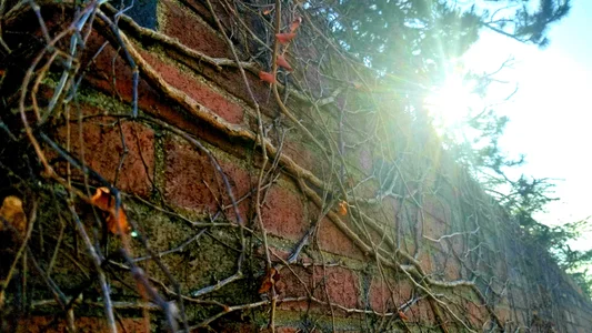 Bigneil222 nature Pic 6