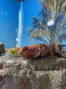 marckalexis Angelo 🫶🏻✨🔥❤️ Poză 8