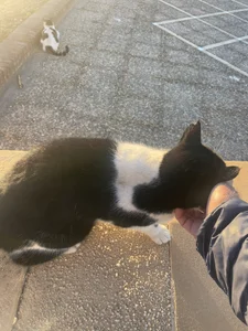 stallone_italiano_62のPublicの枚の写真