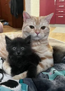 babyyullii my pets, I love my cats Pic