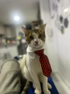 DmitriSanders Meow 💕 зображення 5