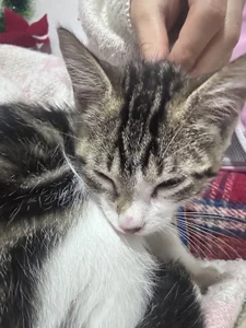 My love Rini 💘 de ailen_wood  8 Imagens