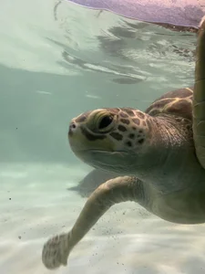 Zdjęcia SHIKA_CH 亀ちゃん💕: 