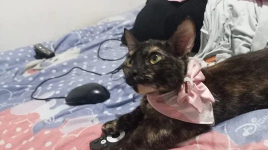 Petit-RosseのMoccacino, my little kittyの 2枚の写真