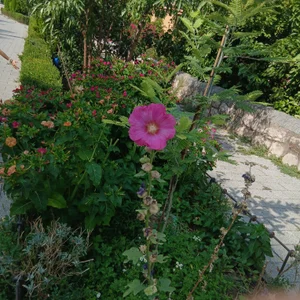 Megan_hotwife_ Let's go for a walk?💙 I'll give you some kisses on the way💋😏🤭 Pic 5