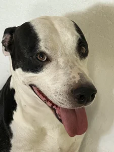 Arianavillada Taison Cornelio 🐾 Pic 3