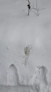 Zdjęcia nipplegayfeet Public: 