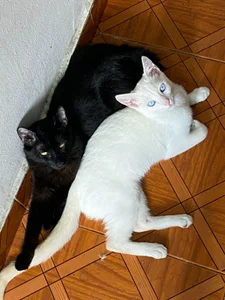 Zdjęcia HaruRose_ Public:  4