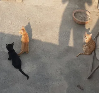 Zdjęcia papacitoji Public: 