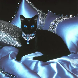 Spicy_kitty1 Kitty  2. fénykép