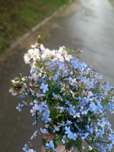 DebraHunter Flowers and landscapes Pic 2