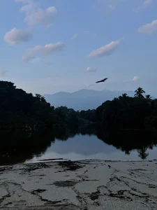 Annycolin_のPalomino - Colombia 🇨🇴の 4枚の写真