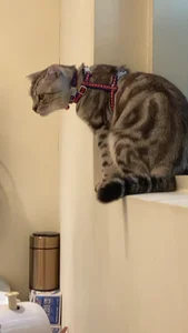 bigbb101011 貓貓日記 Pic 2