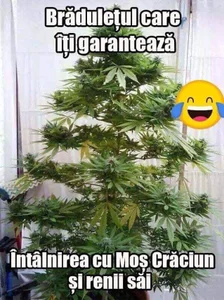 Imperatriza: Happy New Year, My heart! ( 2 фото)