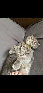 HannahHollis kullanıcısının my cat albümü -  fotoğraf