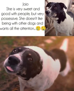 AlecsAndrinaPuppiess Bild