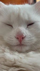 DesireKira My pretty cat 🙀 รูป  3