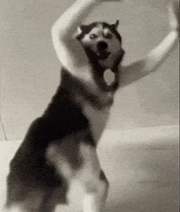 nikomamedovv sikkkk Pic 5