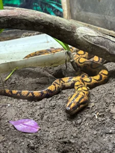 Wkatte Amazon, COL 🇨🇴 Foto 7