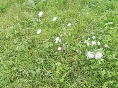 ExquisiteMature Blessings of a mystical tree Poză