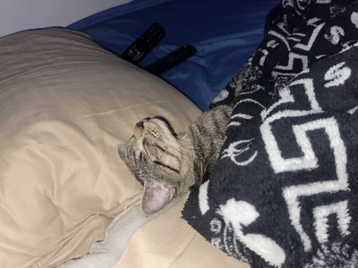 tom_Howard 🐱 사진 8