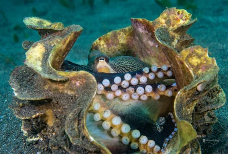 StripKi AsianimatedSiren Billede