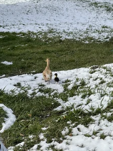 Alma- 🇳🇱 Pic 7