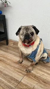 RachelWeisz_ My pets Gambar 9