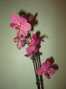 MISSBOOBS My orchids! зображення 8