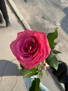 Zdjęcia AriellaTesk Gifts from Members:  2