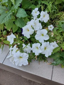 MilaDreamer Public Immagine  2