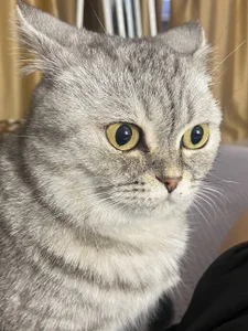 ShaiyaMinn3 Bun Foto 8