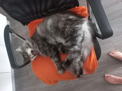 Alicia_x_art My pets صورة واحدة|Alicia_x_art My pets صورتان|Alicia_x_art My pets  5 صور|Alicia_x_art My pets  5 صورة