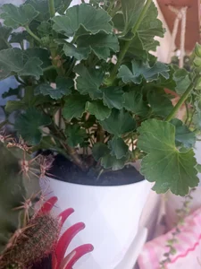🍓🍓