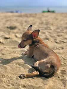 MhilaMoon My pet🥰 Poză