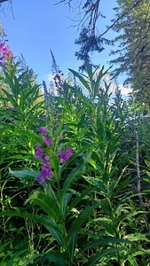 Saysomething3: Green?? ( 7 фото)