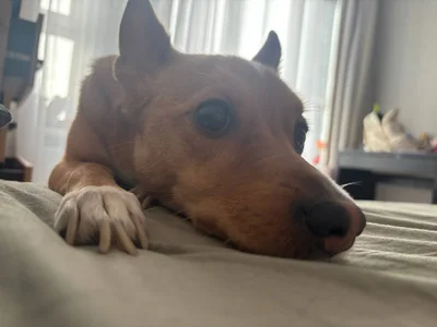 MercBoone my pets :3 Pic 5