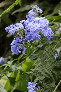 (人◕‿◕) (•◡•)..222 de Kassandra369 Foto 7