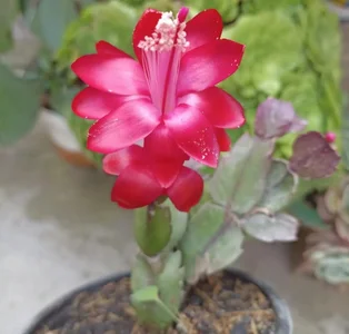 helen_bunnnyx My plants❤️‍ Pic 5